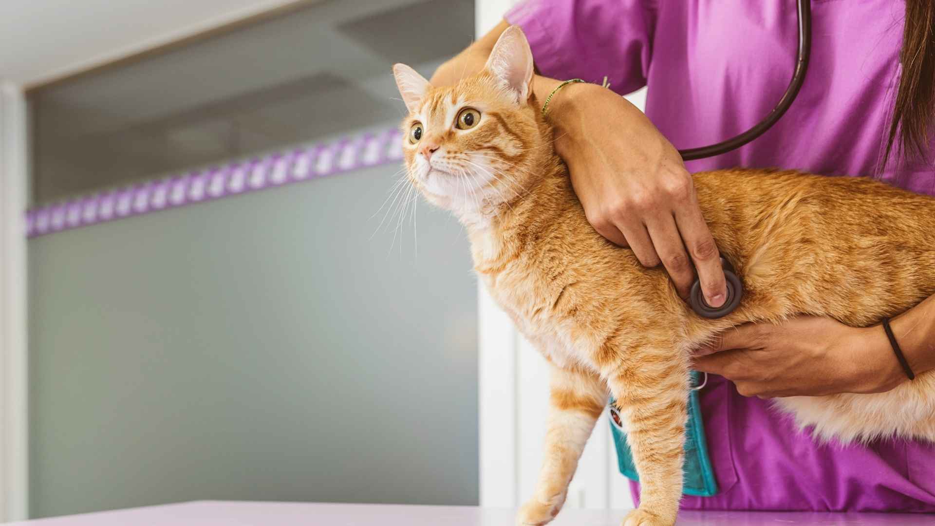 gato con asma en el veterinario